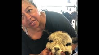 Alpaca Farm Tour K - 5 Virtual Field Trip 6/19/20