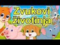 Zvukovi životinja - Dečija pesma o životinjama | Kako kažu životinje | Zvuci životinja | Animals