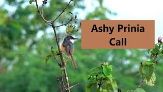 Ashy Prinia different type of calls | Sound of Ashy Prinia