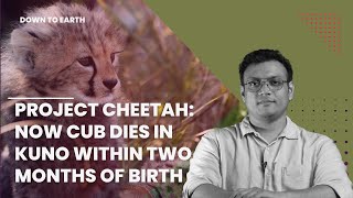 Project Cheetah: Now cub dies in Kuno within two months of birth