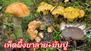 เก็บเห็ดมันปู🍄 เห็ดผึ้งขาลาย 💯ล่าสุด🍄สวีเดน🇸🇪