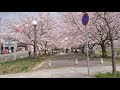 平成最後の桜 2019年 4月7日 その３