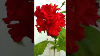 Red Hibiscus Flower