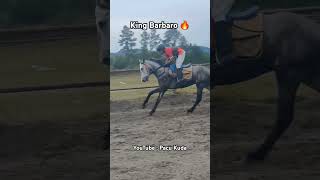 KUDA KING BARBARO PERSIAPAN BUANG NAFAS!!! #Short #VideoShort #Kuda #Shorts #VideoShorts