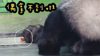 圓寶在門縫看到紅蘿蔔，小手狂抓勾不到|熊貓貓熊The Giant Panda Yuan Yuan and Yuan Bao|台北市立動物園