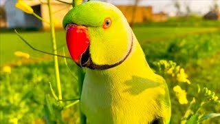 Indian ringneck parrot talking || Parrot voice video😍❤