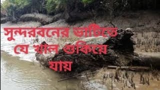 সুন্দরব‌নের ভা‌টি‌তে যে খাল শু‌কি‌য়ে যায়#sundarbanjungle #nature  #sundarbantiger #sundarbansafari