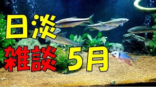 【日淡90cm水槽】お魚見ながら雑談5月号【オイカワ婚姻色】