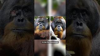 Orangutan in Indonesia self-medicates itself to treat a wound