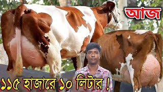 ১১৫ হাজারে বাচ্চাসহ ১০ লিটার ! পর্তায় দাম নিয়ে সকল ব্যবসায়ীদের চ্যালেঞ্জ।সবগুলো জাত গাভী।গরুর হাঁট