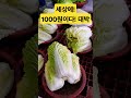 1000원이네 대박이다 폭락 배추 시장 물가 김치 food 반찬