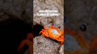 Mengapa Kepiting Jalannya ke Samping?