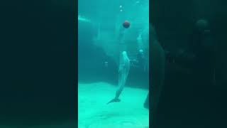 ボールで遊ぶイルカくん 名古屋港水族館（愛知）