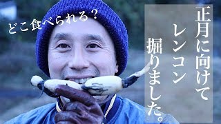 正月 自分のレンコン収穫　　蓮和尚 生蓮寺