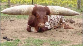 WATISU COW!!!หนึ่งในสายพันธุ์วัวแปลกประหลาดที่สุดในโลก