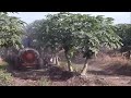 Awesome Papaya Cultivation Technology -  Papaya Farming and Harvest - Papaya Processing