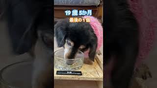 20歳2ヶ月で旅立ったもも　#shorts #ミニチュアダックス　#シニア犬