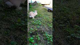 #うさぎとねこ #rabbit 朝の風景