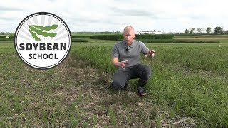 Soybean School: Herbicide synergy powers up weed control