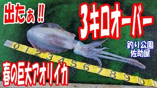 【巨大アオリイカ】エギングで春のホワイトモンスター捕獲～巨大アオリイカとの格闘～三重県南伊勢（海上釣堀・釣り公園 佐助屋）