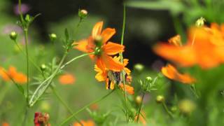 Autumn flowers (cosmos )  秋の花（秋桜・コスモス）　②