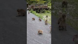 100匹以上の野生のサルが・・・