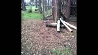 Jumping Ring-tailed lemur