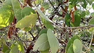 benefits of कोंच  || mucuna pruriens || जंगली कोंच की पहचान और फायदे