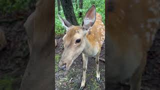 Пятнистый олень. 🦌 Сафари- парк. Приморский край.