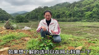 这种“胭脂菜”有多少人见过？现在越来越少，曾经市场卖70元一斤