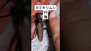 このカミキリムシは強いぞ　This longhorn beetle is strong