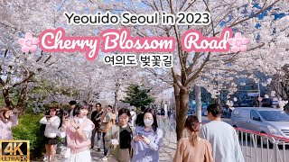 SEOUL WALK, KOREA | Yeouido Cherry Blossom Road, a spring scene in Seoul, Korea | 4K