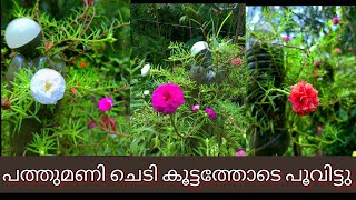 വീട്ടിലെ പത്തുമണി ചെടിയിലെ പൂക്കൾ #Portulaca Plant care #പത്തുമണി ചെടിയിൽ വലിയപ്പൂക്കൾ