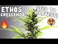 ETHOS Crescendo | Full Seed to Harvest Documentary