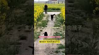 带刚抱回来的小狗出门玩时，正巧遇到狗妈妈，看到孩子狗妈妈激动不已#万物皆有灵性 #狗狗 #农村生活