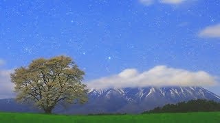 小岩井農場の一本桜と星空