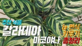 칼라데아 마코야나 키우기 🌿 칼라데아 마코야나 번식 🍊 Calathea makoyana care