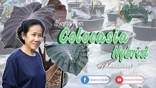 colocasia by amnuainat Ep.1 เปิดอาณาจักรโคโลคาเซีย ไฮบริด