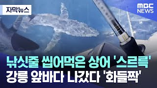 [자막뉴스] 낚싯줄 씹어먹은 상어 '스르륵'..강릉 앞바다 나갔다 '화들짝' (2023.08.02/MBC뉴스)