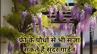 फ्री के पौधों से भी सजा सकते हैं सुंदर गार्डन/free  ke hanging plant