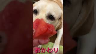 狛子初めてのスイカ　#ラブラドール #保護犬 #家族