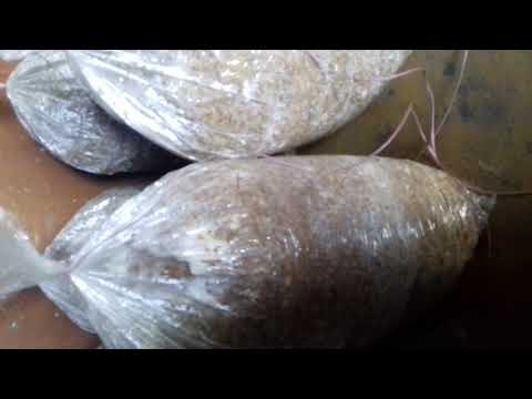 Preparing compost for Oyster Mushroom(2) Preparing compost for Oyster Mushroom(2)