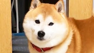 Shibe talks to me, but I can't understand it at all because there are no subtitles.