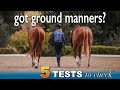 Ground Manners: Improve Your Horse's Reactions on the Ground