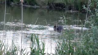 Europese Bever (Castor fiber) - 3