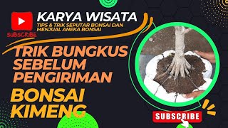 trik membungkus bonsai sebelum pengiriman | kimeng bonsai | ficus microcarpa #bonsai #kimeng