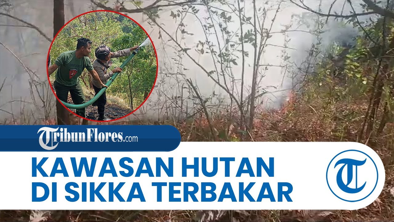 BREAKING NEWS: Kawasan Hutan Lindung Egon Ilinmedo, Sikka, Terbakar ...