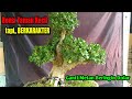 Bonsai Banyan Dollars, SMALL CHARACTER | Garden Bonsai