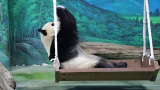 20200205 灰罐玩罷先休息 圓仔打食不著急 Giant Panda Yuan Zai