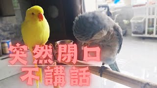 The parrot suddenly shut up and didn't speak; what should I do? ? ?